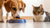 What to Do If My Dog Eats Cat Food: A Comprehensive Guide for Pet Owners