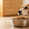 What to Do If My Dog Won’t Eat Dog Food: Understanding and Solutions for Picky Eaters