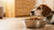 What to Do If My Dog Won’t Eat Dog Food: Understanding and Solutions for Picky Eaters