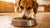 What to Do If My Dog Won't Eat Dry Food: A Comprehensive Guide-140219285743