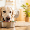 What to Do If My Dog Won't Eat Kibble: A Comprehensive Guide