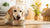 What to Do If My Dog Won't Eat Kibble: A Comprehensive Guide