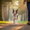 What to Do If You Over Exercise Your Dog: Essential Guide for Pet Owners