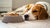 What to Do If Your Dog Ate Too Much Food