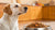 What to Do If Your Dog Doesn’t Eat Dog Food: Comprehensive Solutions for Picky Eaters-140219810031