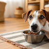 What to Do If Your Dog Doesn’t Eat Food: Understanding Causes and Solutions