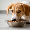 What to Do if Your Dog Doesn’t Eat His Food: A Comprehensive Guide
