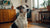 What to Do If Your Dog Eats Chocolate Chip Cookies: A Comprehensive Guide for Pet Owners-140925829359