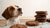 What to Do If Your Dog Eats Chocolate Cookies-141102842095