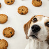 What to Do If Your Dog Eats Oatmeal Raisin Cookies: A Comprehensive Guide