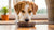 What to Do if Your Dog Eats Too Much Food: A Comprehensive Guide