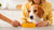 What to Do If Your Dog Has a Food Allergy: A Comprehensive Guide for Pet Owners-141096714479