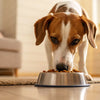 What to Do If Your Dog Is Not Eating Food: A Comprehensive Guide