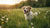 What to Do If Your Dog Is Not Gaining Weight: A Comprehensive Guide