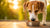 What to Do If Your Dog Isn't Eating Their Food: A Comprehensive Guide