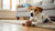 What to Do If Your Dog Shows Destructive Behavior: Solutions for a Happy Home