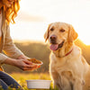 What to Do If Your Dog Stops Eating His Food: A Comprehensive Guide for Pet Owners