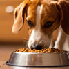 What to Do If Your Dog Won't Eat Dry Food: A Comprehensive Guide for Pet Owners