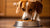 What to Do If Your Dog Won't Eat Dry Food: A Comprehensive Guide for Pet Owners