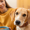 What to Do If Your Dog Won’t Eat Food: A Practical Guide