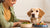 What to Do If Your Dog Won’t Eat Their Food: A Comprehensive Guide for Pet Owners-140406063343