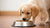 What to Do If Your Puppy Won't Eat Dog Food: A Comprehensive Guide-140219547887
