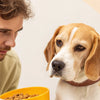 What to Do When Dogs Don't Eat Food: A Comprehensive Guide for Concerned Pet Owners