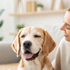 What to Do When Your Dog Ate Too Much Food: Essential Tips for Every Dog Owner