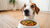 What to Do When Your Dog Doesn’t Eat His Food-140219121903