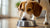 What to Do When Your Dog Stops Eating His Food-140218466543