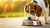 What to Do When Your Dog Won't Eat Dog Food: A Comprehensive Guide
