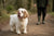 What to Expect From Clumber Spaniel Temperament
