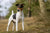What to Expect from Smooth Fox Terrier Temperament