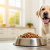 What to Feed a Dog for Weight Gain: A Comprehensive Guide