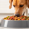 What to Feed a Dog to Make Them Gain Weight: Your Comprehensive Guide