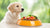 What to Feed a Nursing Dog to Gain Weight: A Comprehensive Guide