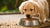 What to Feed a Puppy If No Dog Food: A Comprehensive Guide for Pet Owners