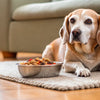 What to Feed an Old Dog That Is Losing Weight: A Comprehensive Guide