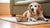 What to Feed an Old Dog That Is Losing Weight: A Comprehensive Guide