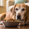 What to Feed an Old Dog to Gain Weight: A Comprehensive Guide for Pet Owners