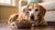 What to Feed an Old Dog to Gain Weight: A Comprehensive Guide for Pet Owners
