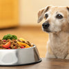 What to Feed an Older Dog That Is Losing Weight: A Comprehensive Guide