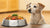 What to Feed an Older Dog That Is Losing Weight: A Comprehensive Guide