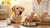 What to Feed Dogs to Help Them Gain Weight: A Comprehensive Guide for Pet Owners