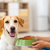 What to Feed My Dog to Gain Weight: A Comprehensive Guide for Pet Owners