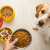 What to Feed My Dog with Food Allergies: A Comprehensive Guide for Pet Owners
