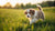 What to Feed Puppy If No Dog Food: A Comprehensive Guide for Pet Owners