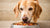 What to Feed Senior Dog to Gain Weight: A Comprehensive Guide