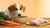 What to Feed Your Dog Instead of Kibble: A Comprehensive Guide