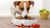 What to Give a Dog to Gain Weight: Comprehensive Guide for Pet Owners
